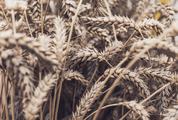 Wheat Field Ears Closeup