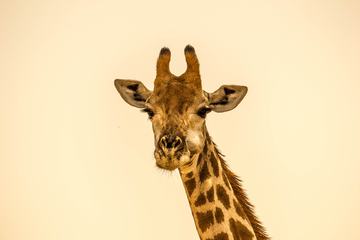 Cheweding Giraffe Portrait