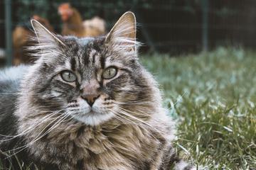 Maine Coon Cat in the Grass