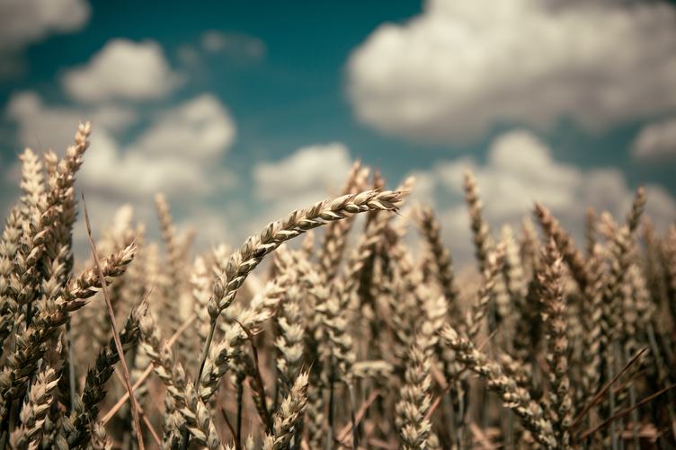 Wheat Filed with Blurred Blue Sky Background