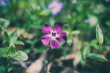 Focus on Single Vinca Flower against Blurred Foliage Background
