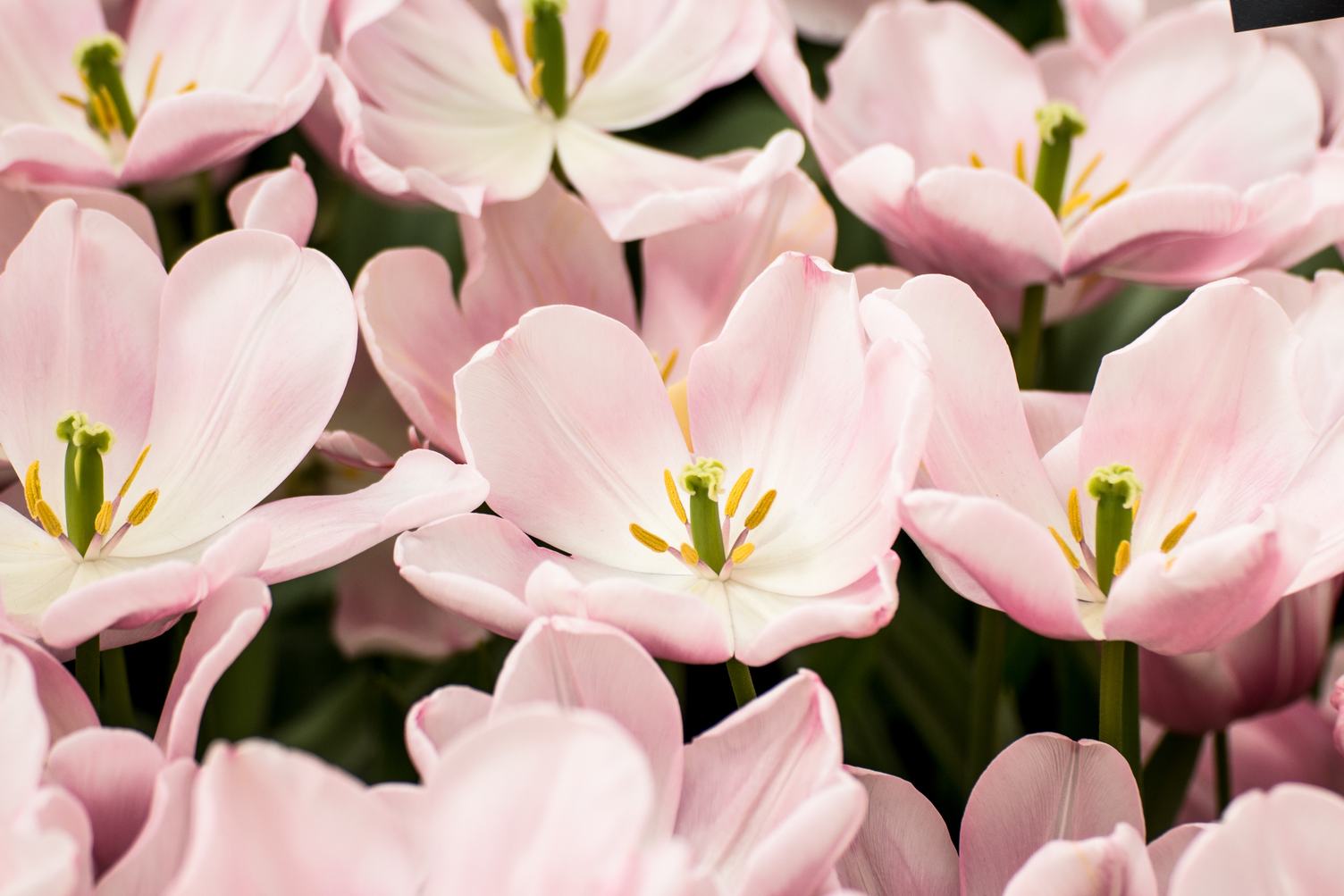 Light Pink Tulip Flowers Blooming on the Field