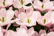 Light Pink Tulip Flowers Blooming on the Field