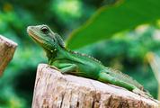 Green Lizard Beautiful Reptile in the Nature Habitat