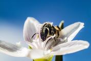 Honey Bee Collecting Pollen from White Flower against Blue Sky