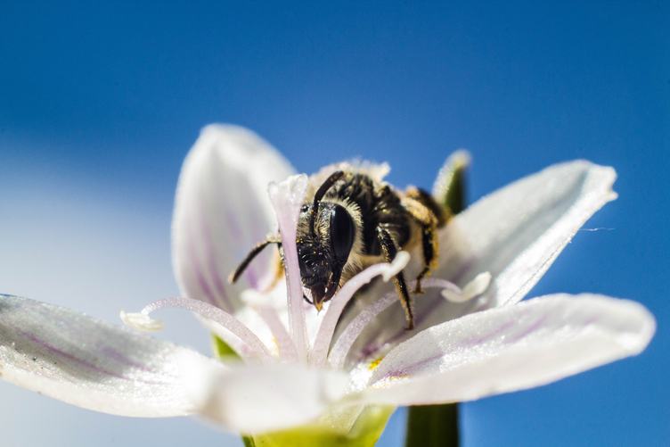 Honey Bee Collecting Pollen from White Flower against Blue Sky