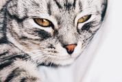 Sweet Animal - Cat Face Portrait