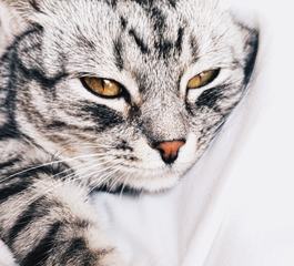 Sweet Animal - Cat Face Portrait