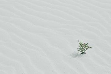 Single Plant on Rippled Sand