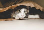 Little Maine Coon Hidden Cat in the Paper Bag