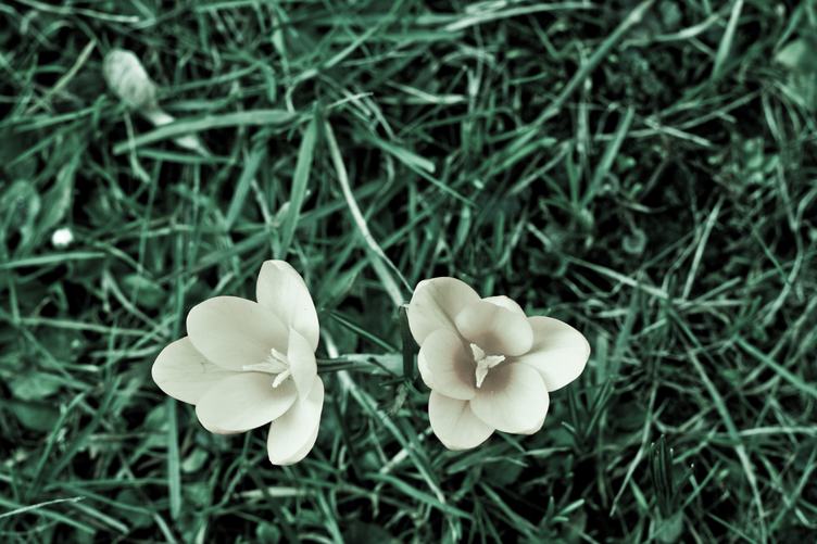 Beautiful Spring Flowers Blooming White Crocuses