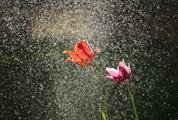 Two Tulip Flowers in Rain