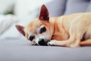 Small Dog Lying and Resting at Home