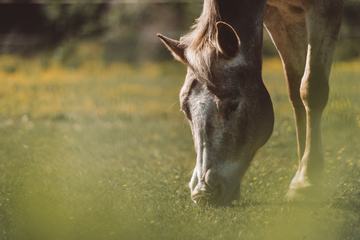 Horse Grazing in a Pasture