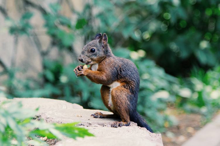 Squirrel Eating a Nut against Blurred Background