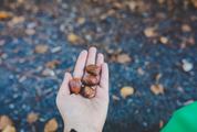 Acorn in the Hand