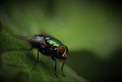 Closeup of Housefly Sitting on Green Leaf Outdoors