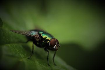 Closeup of Housefly Sitting on Green Leaf Outdoors