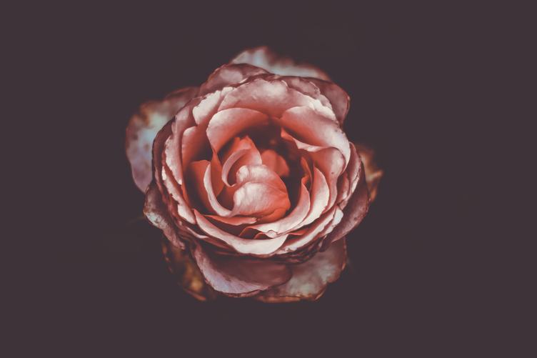Single Rose Flower on Black Background