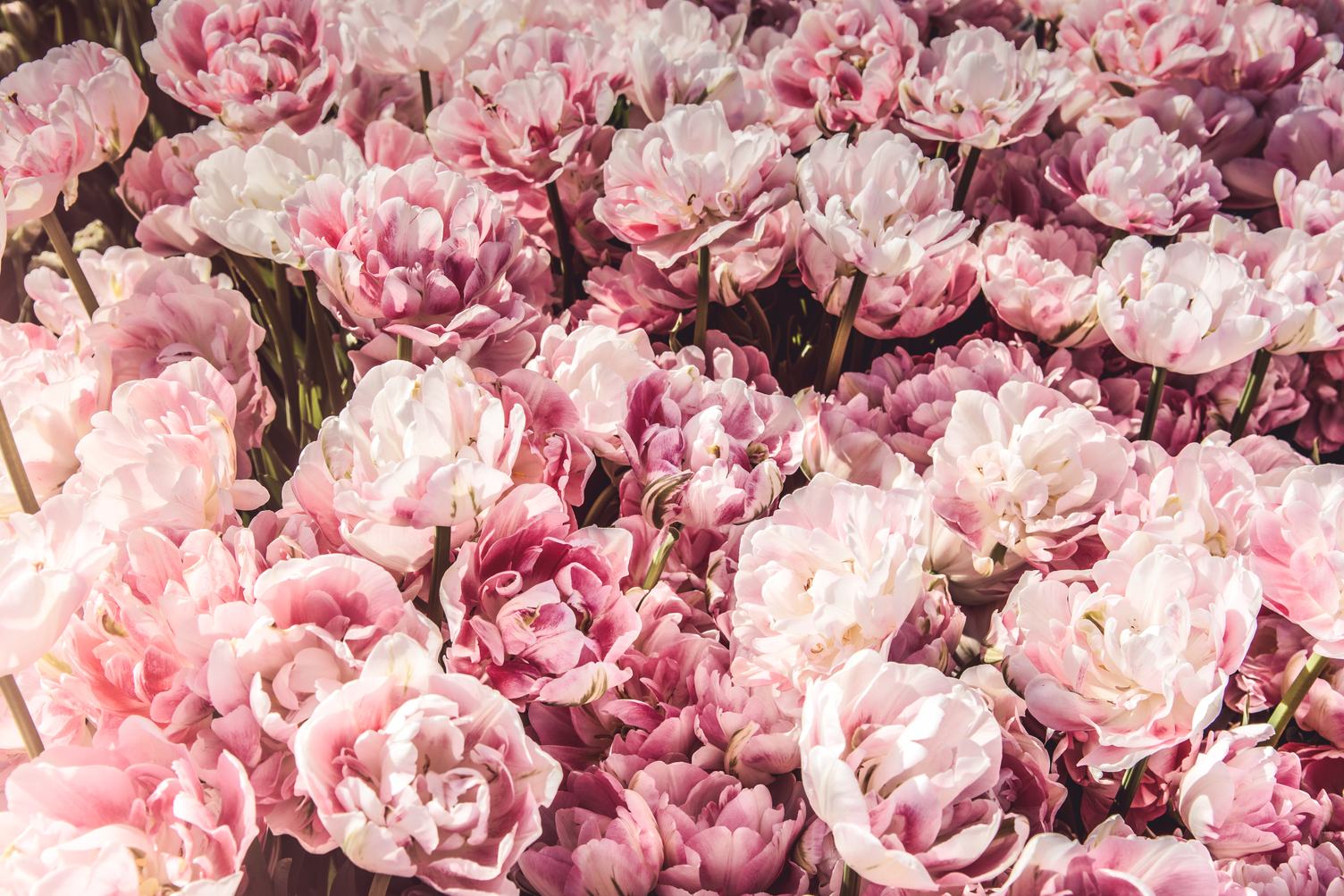 Pink Tulips Like Peonies Beautiful Spring Flowers