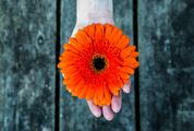 Hand Holding Red Gerbera Flower