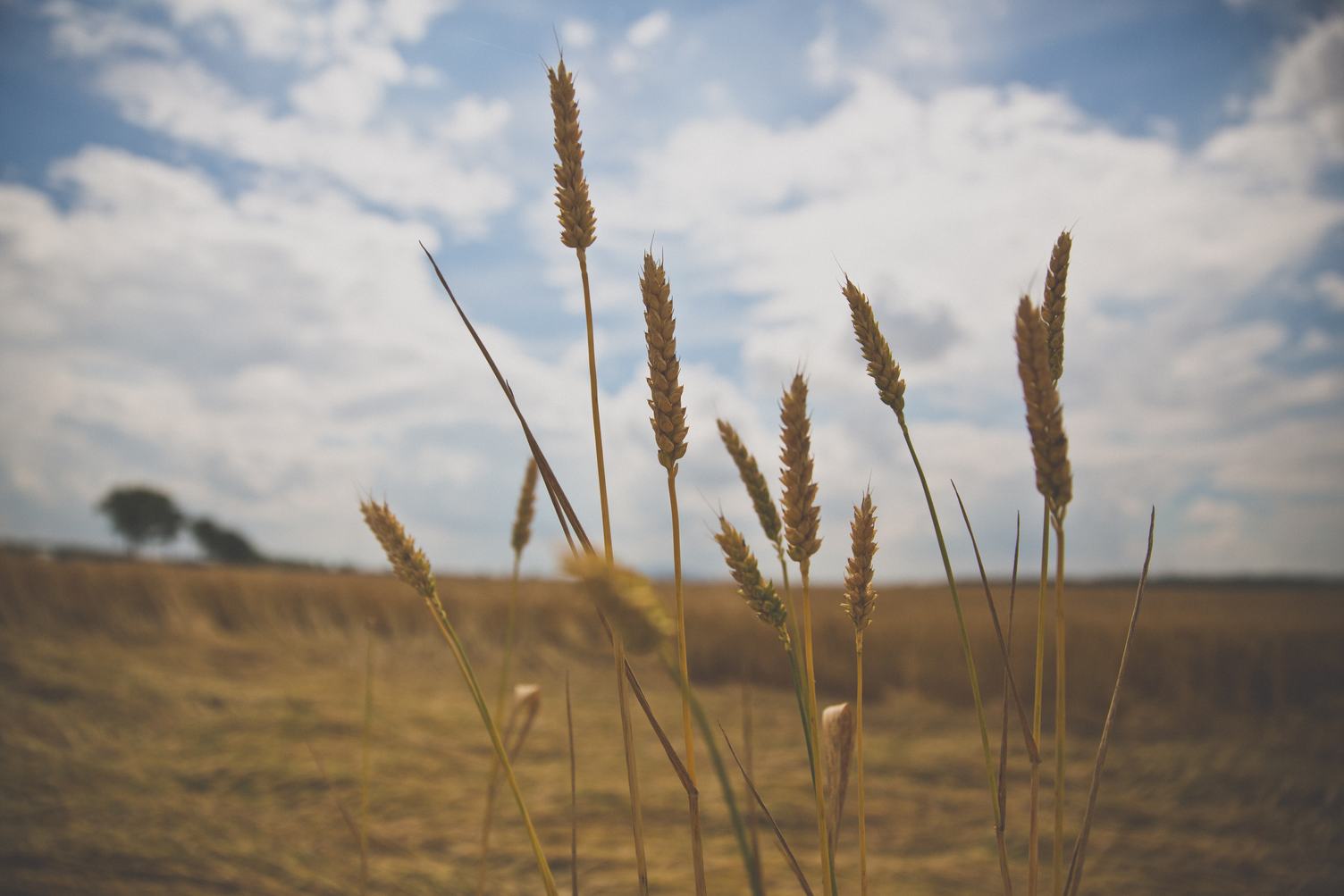 A Few Wheat Heads against Blurry Sky