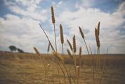 A Few Wheat Heads against Blurry Sky