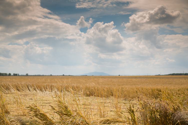Wheat Field Summer Landscape