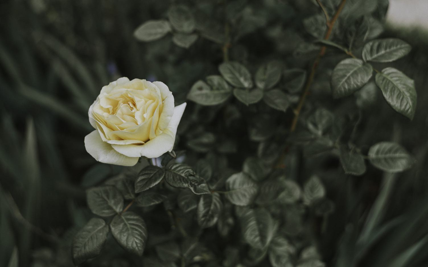Single Flower of Yellow Rose on the Bush