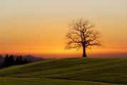 Landscape with Silhouette of Solitaire Tree on Horizon at Sunset