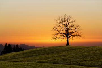 Landscape with Silhouette of Solitaire Tree on Horizon at Sunset