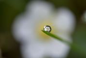 Water Drop with Reflection of White Flower