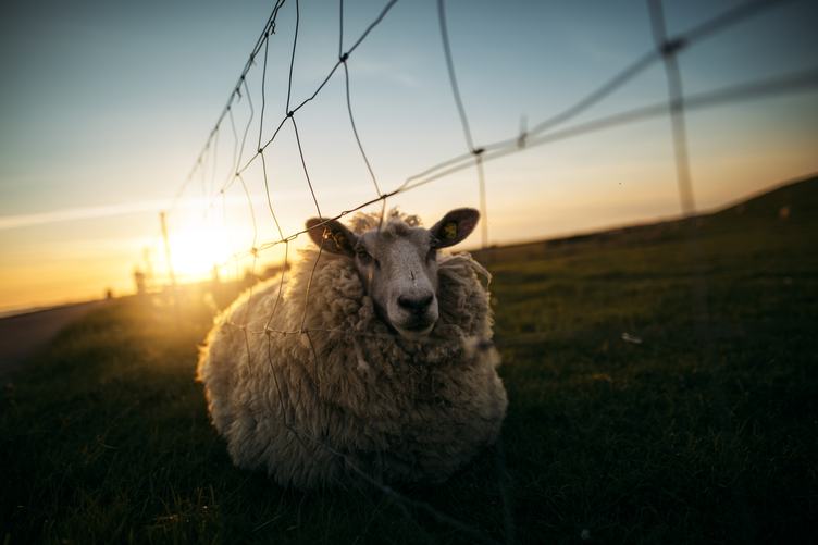 Sheep Near a Fence at Sunset