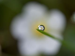 Water Drop with Reflection of White Flower