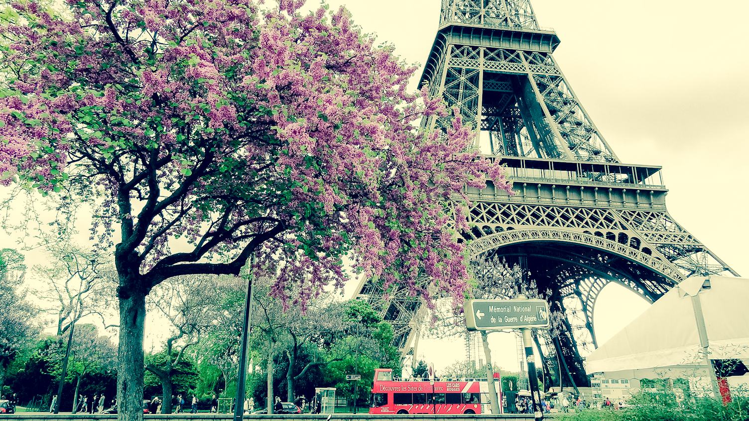 Eiffel Tower and Flowering Tree, Paris