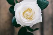 Closeup of Single White Rose