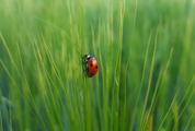 Cute Ladybug on Grass on a Green Blurred Background