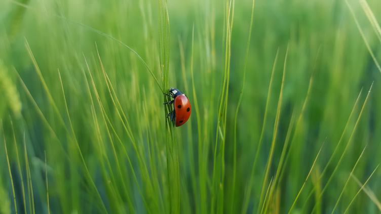 Cute Ladybug on Grass on a Green Blurred Background