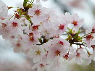 Blooming Tree with Light Pink Flowers in Spring