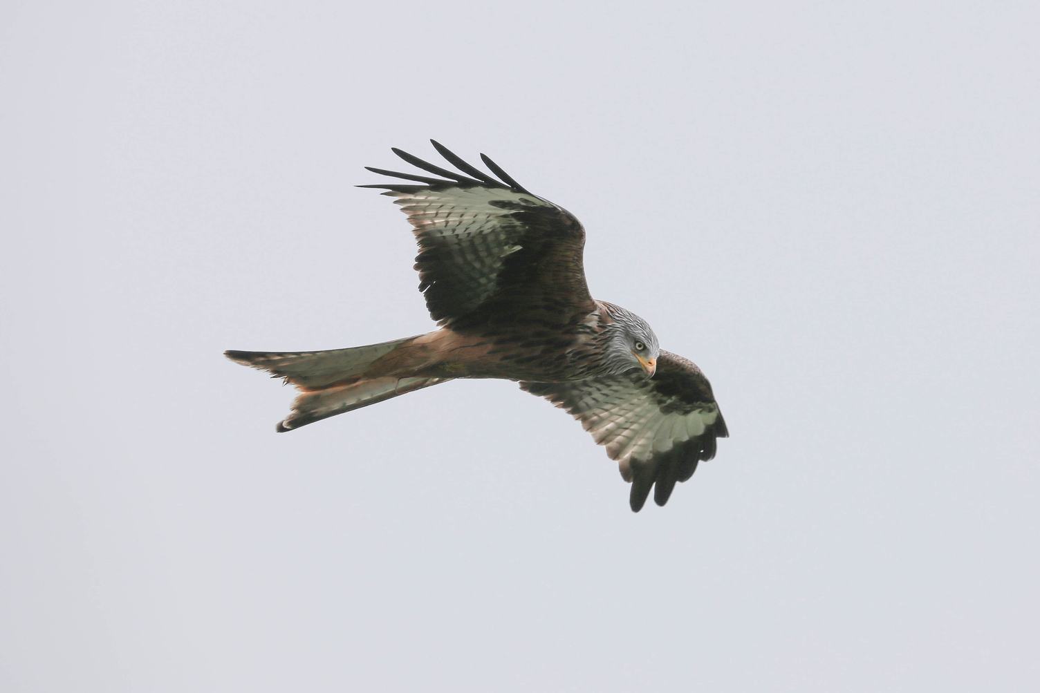 Common Buzzard Fly in the Sky