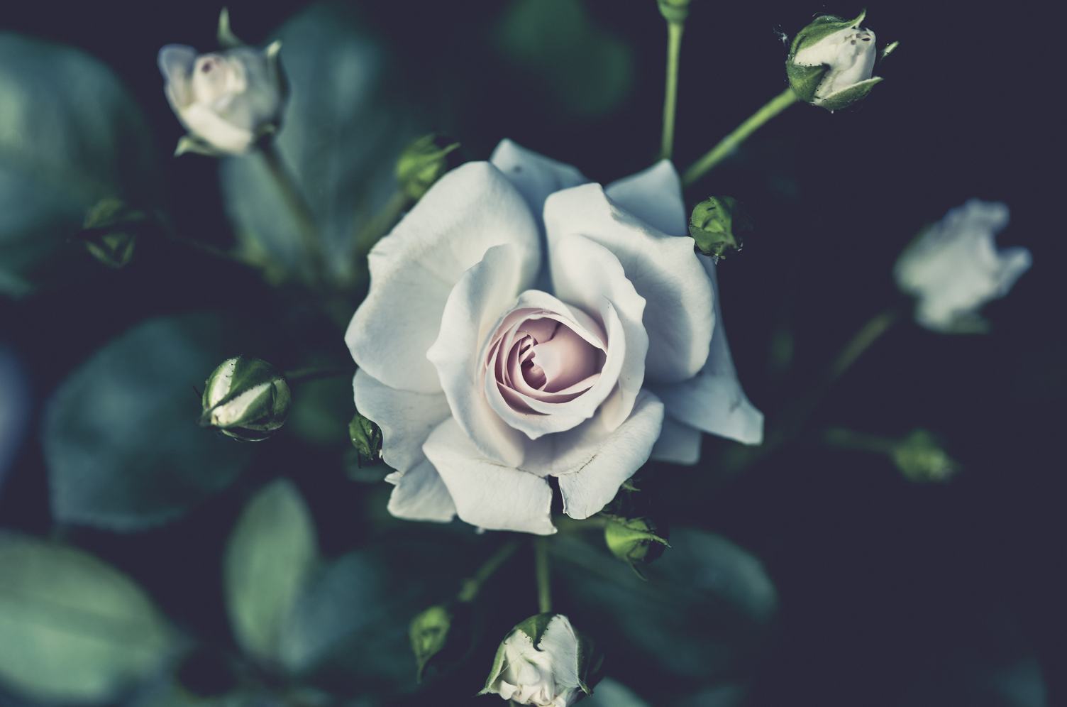 Rose Flower and Buds