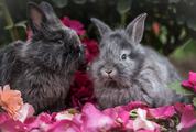 Two Little Gray Dwarf Rabbits Sitting Outdoors