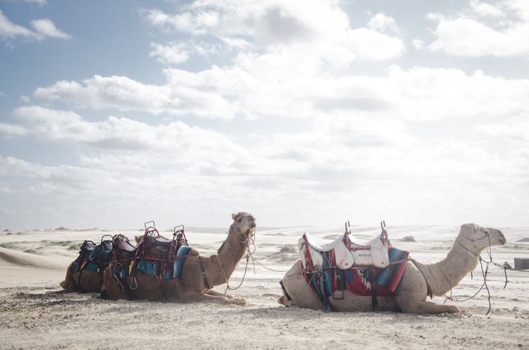 Two Camels on the Desert