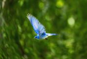 Flight of a Blue Bird