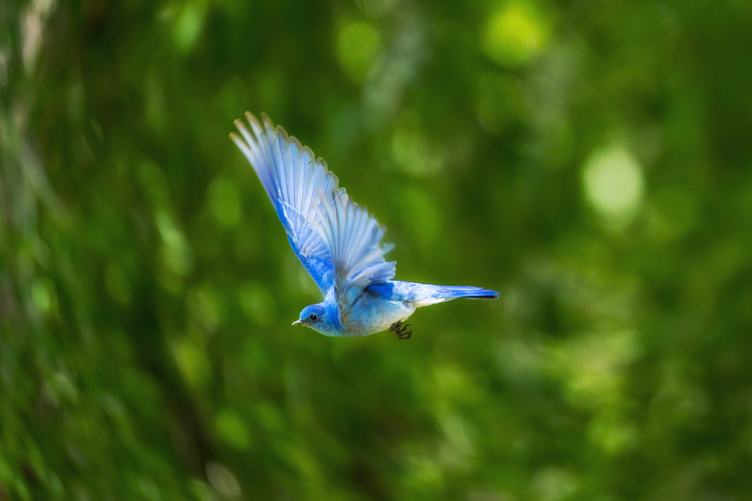 Flight of a Blue Bird
