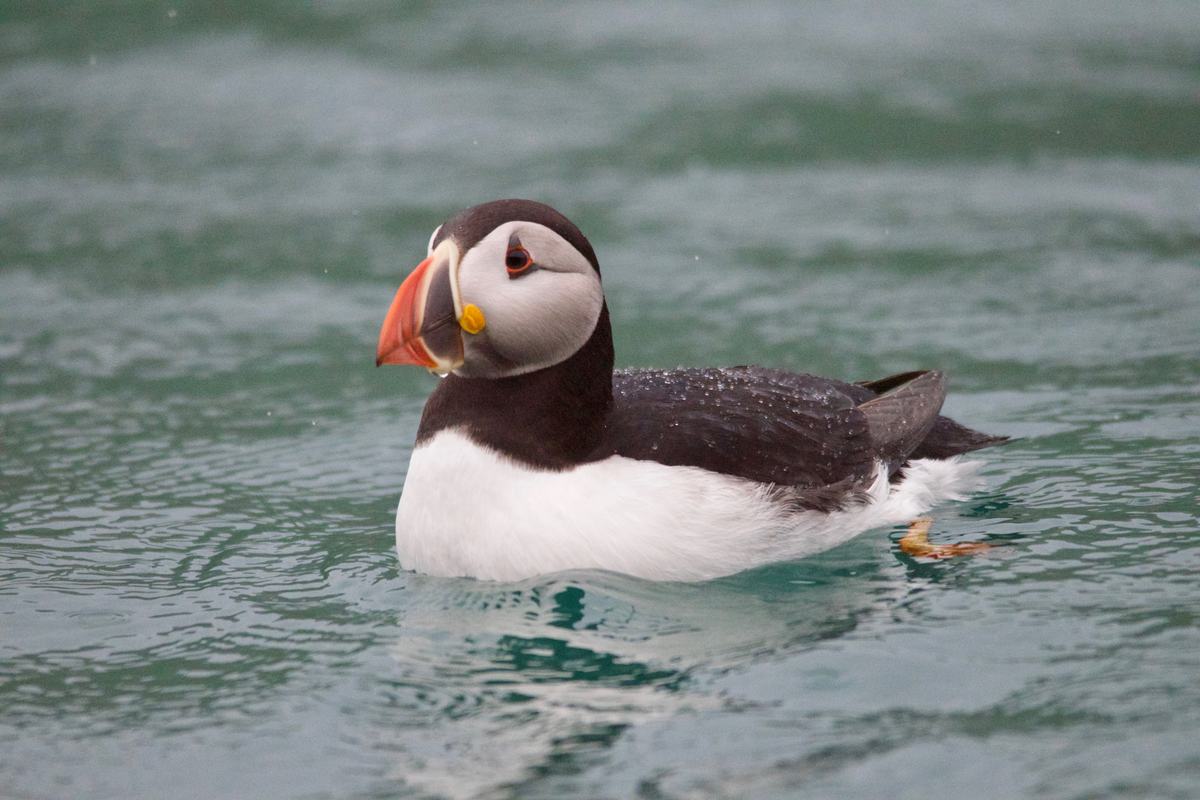 Free Photo: Single Puffin Swim in the Water