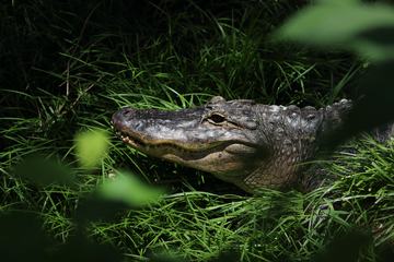 Crocodile Head Hidden in the Grass