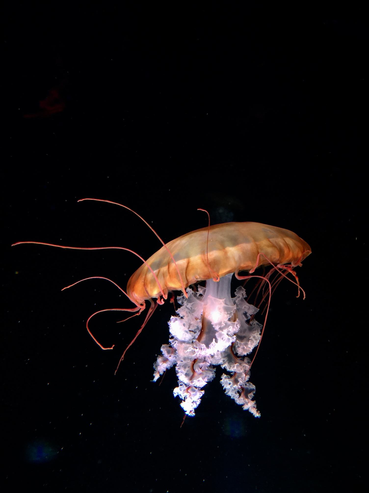 Beautiful Pacific Sea Nettle Jellyfish on Black