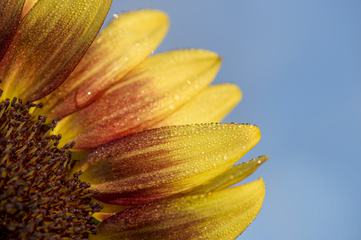Closeup of Yellow Flower with Water Drops