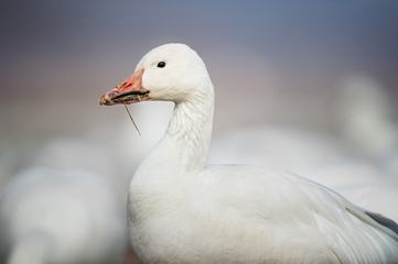 White Goose Portrait Close Up